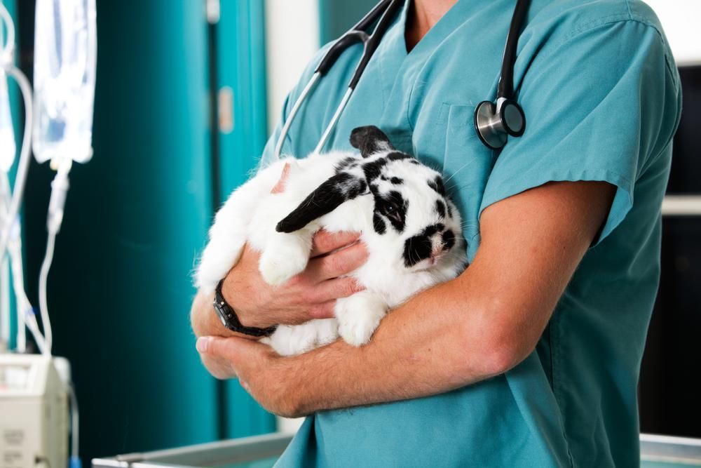 A Veterinarian is Holding a Black and White Rabbit in His Arms — Fluffy Paws Pet Grooming In Wingham, NSW