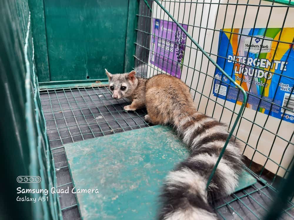 ASE FUMIPLAGAS- control de roedores