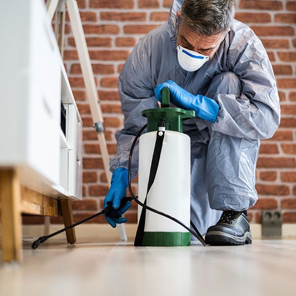 Fumigación en Querétaro