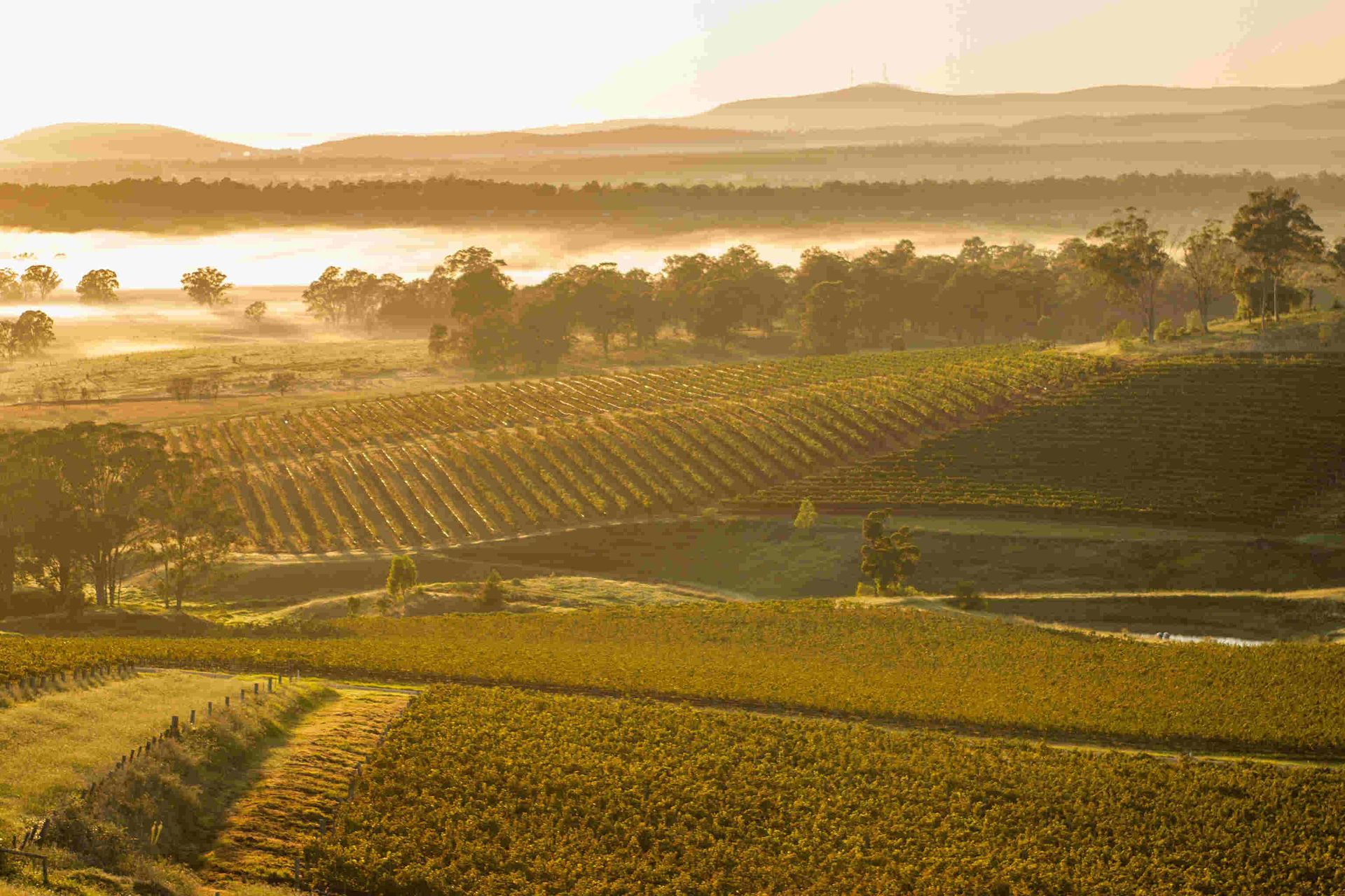 A View Of A Vineyard At Sunset With Mountains In The Background — Mark's Outboards & More In Cessnock, NSW