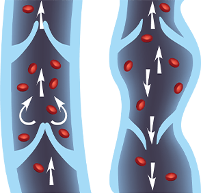 diagram of veins