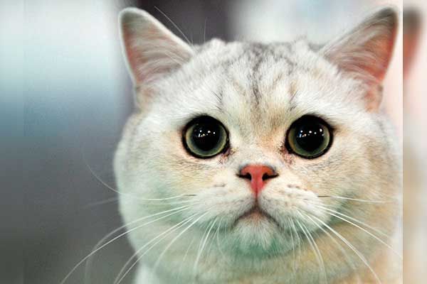 CLÍNICA Y HOSPITAL VETERINARIO DR. ROBERTO A MARTÍNEZ