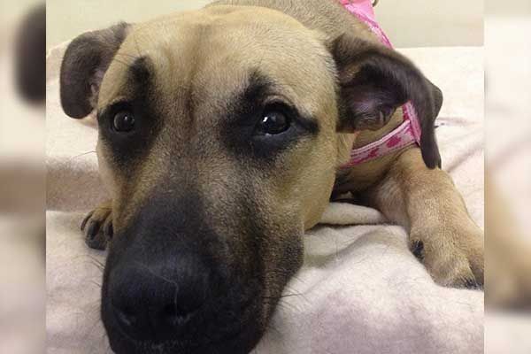 CLÍNICA Y HOSPITAL VETERINARIO DR. ROBERTO A MARTÍNEZ