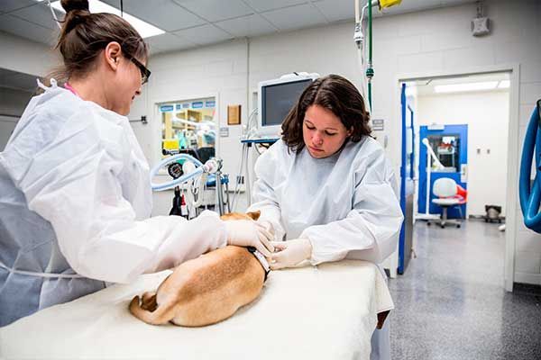 CLÍNICA Y HOSPITAL VETERINARIO DR. ROBERTO A MARTÍNEZ