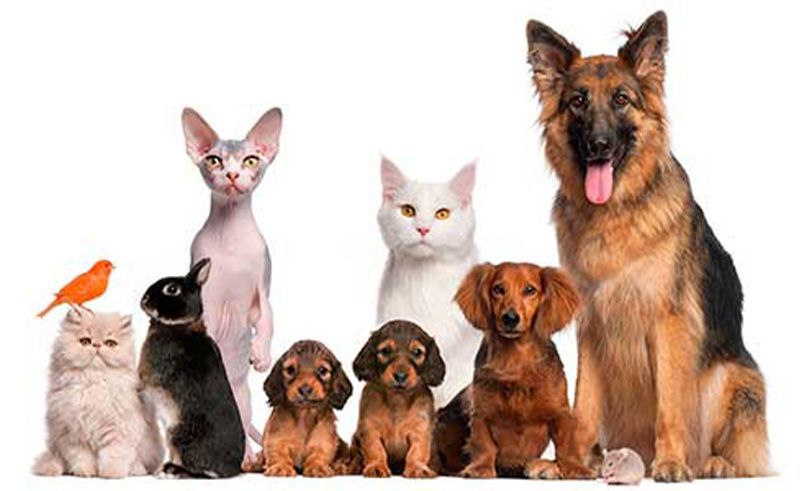 CLÍNICA Y HOSPITAL VETERINARIO DR. ROBERTO A MARTÍNEZ