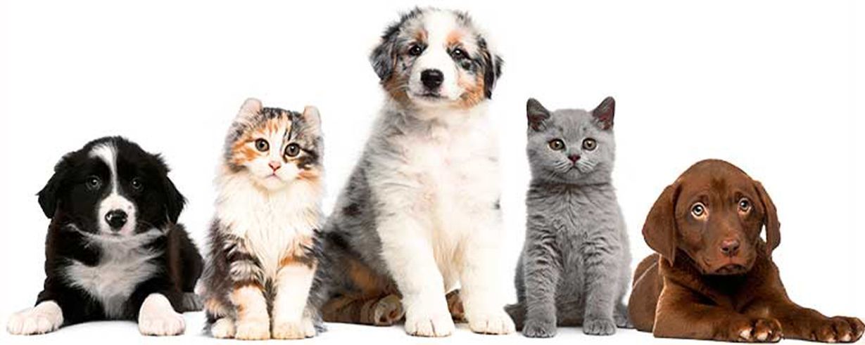 CLÍNICA Y HOSPITAL VETERINARIO DR. ROBERTO A MARTÍNEZ