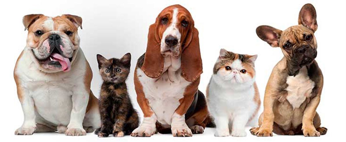 CLÍNICA Y HOSPITAL VETERINARIO DR. ROBERTO A MARTÍNEZ