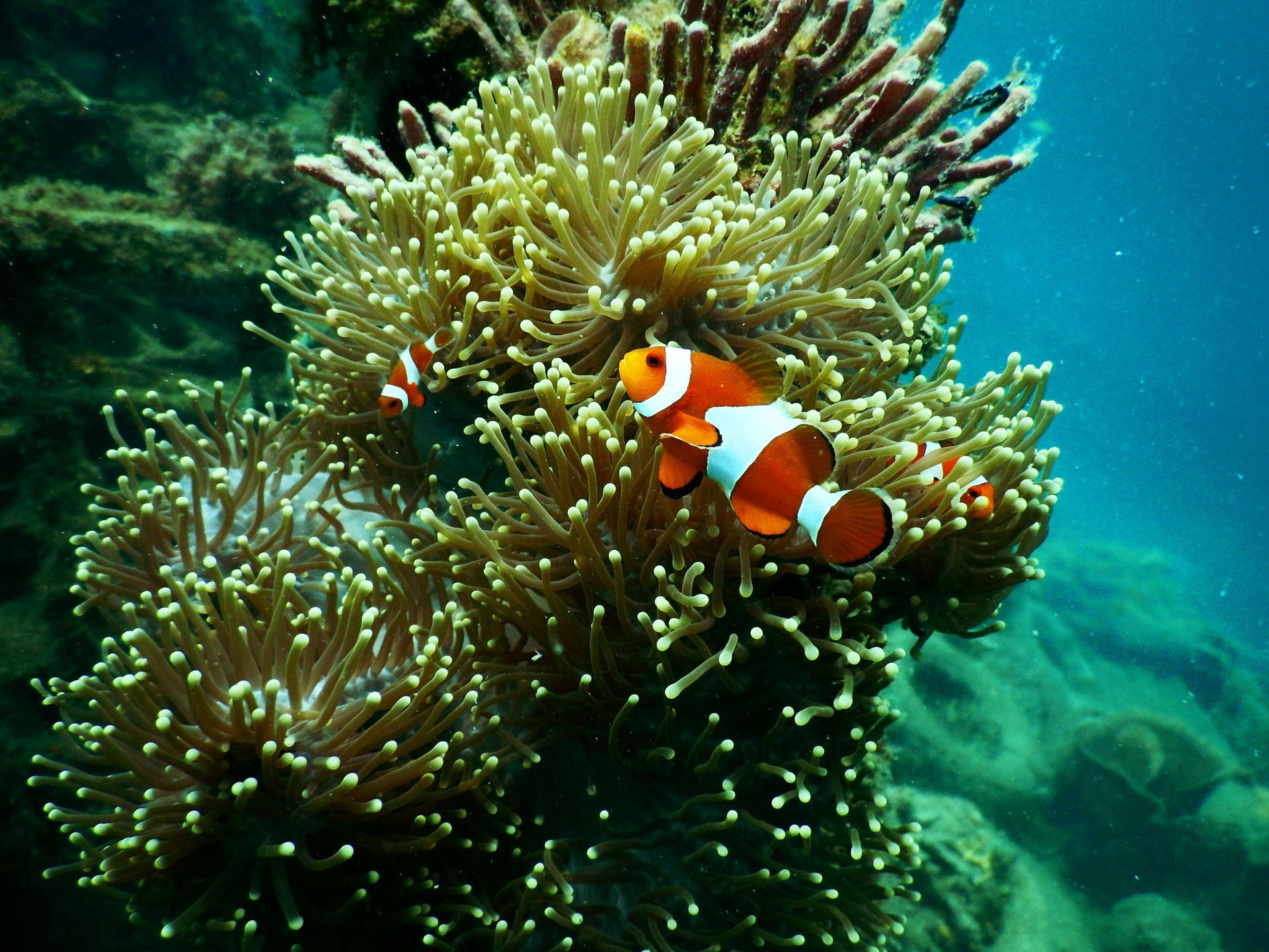 snorkeling