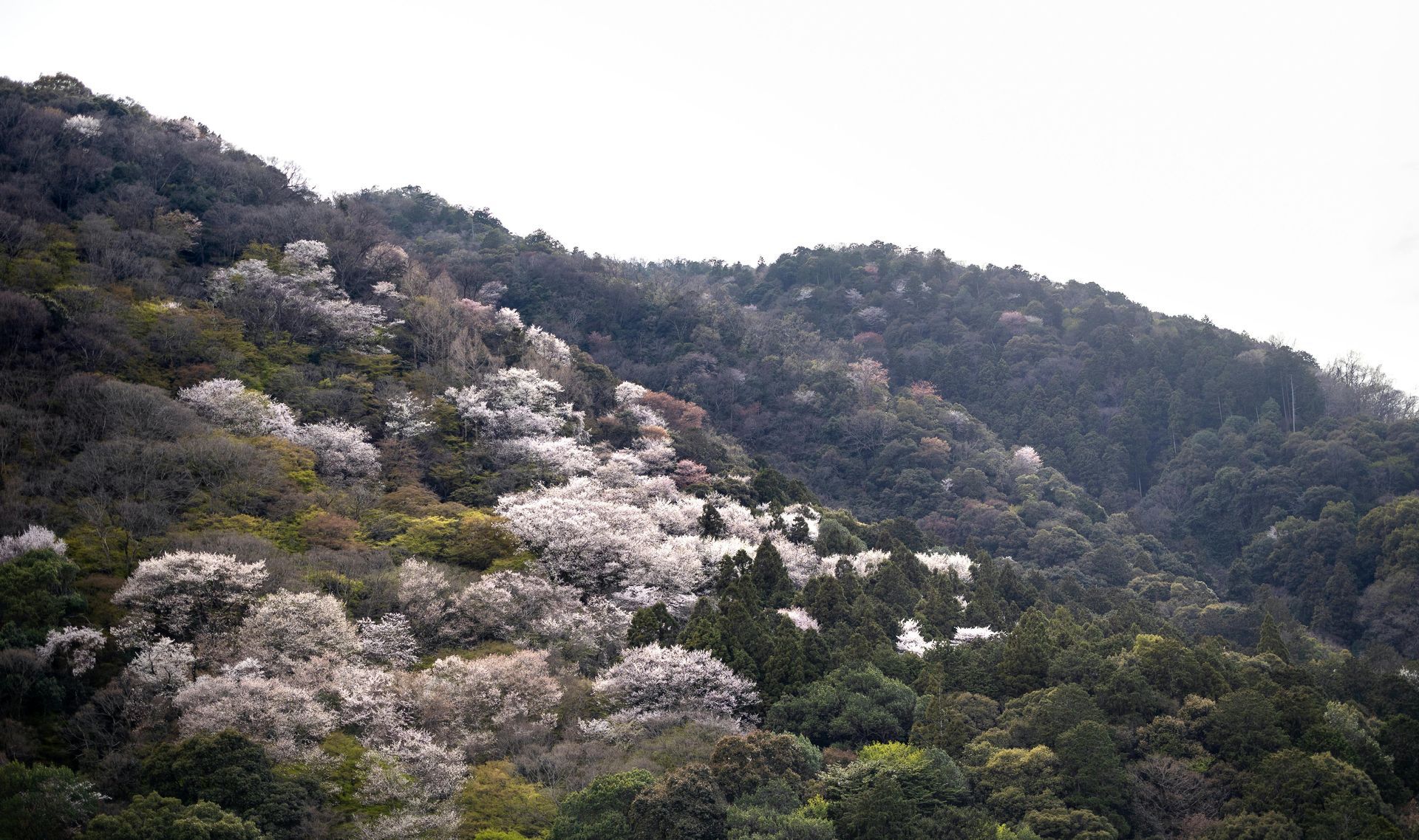 Mount Yoshino