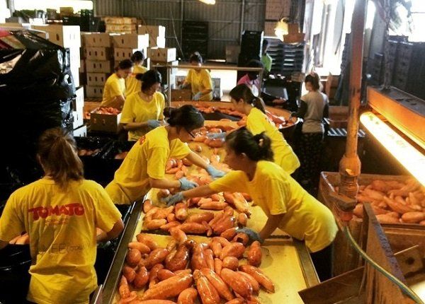 澳洲打工渡假、語言學校