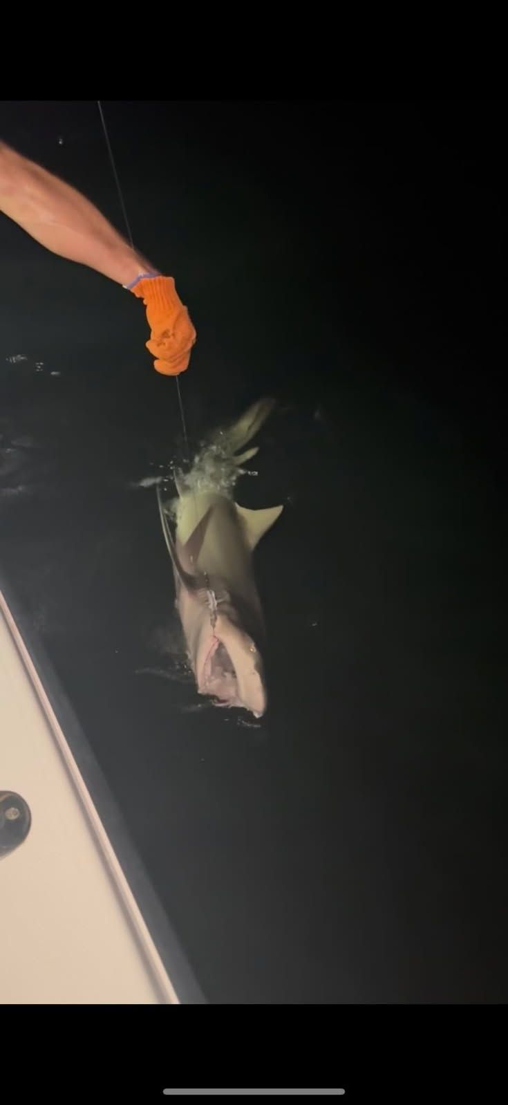 A person on a boat is holding up a small shark by a fishing line at night.