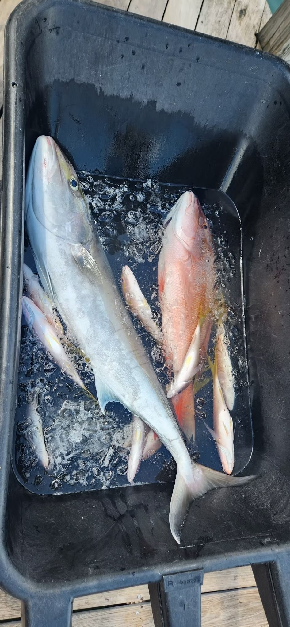 Fish in a dark plastic bin filled with water; a variety of fish are visible, including a large silver fish with smaller, white ones.