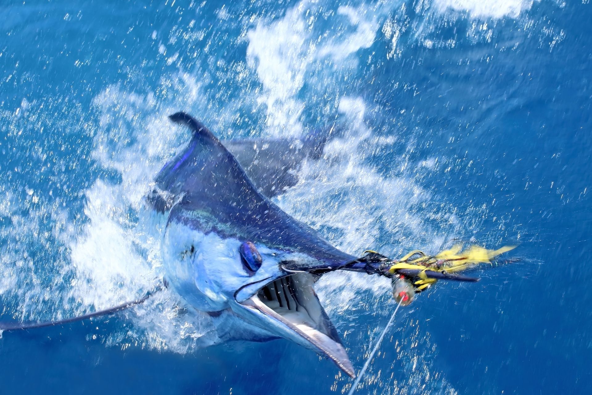 A marlin jumps out of the water, hooked with a fishing lure, blue ocean.