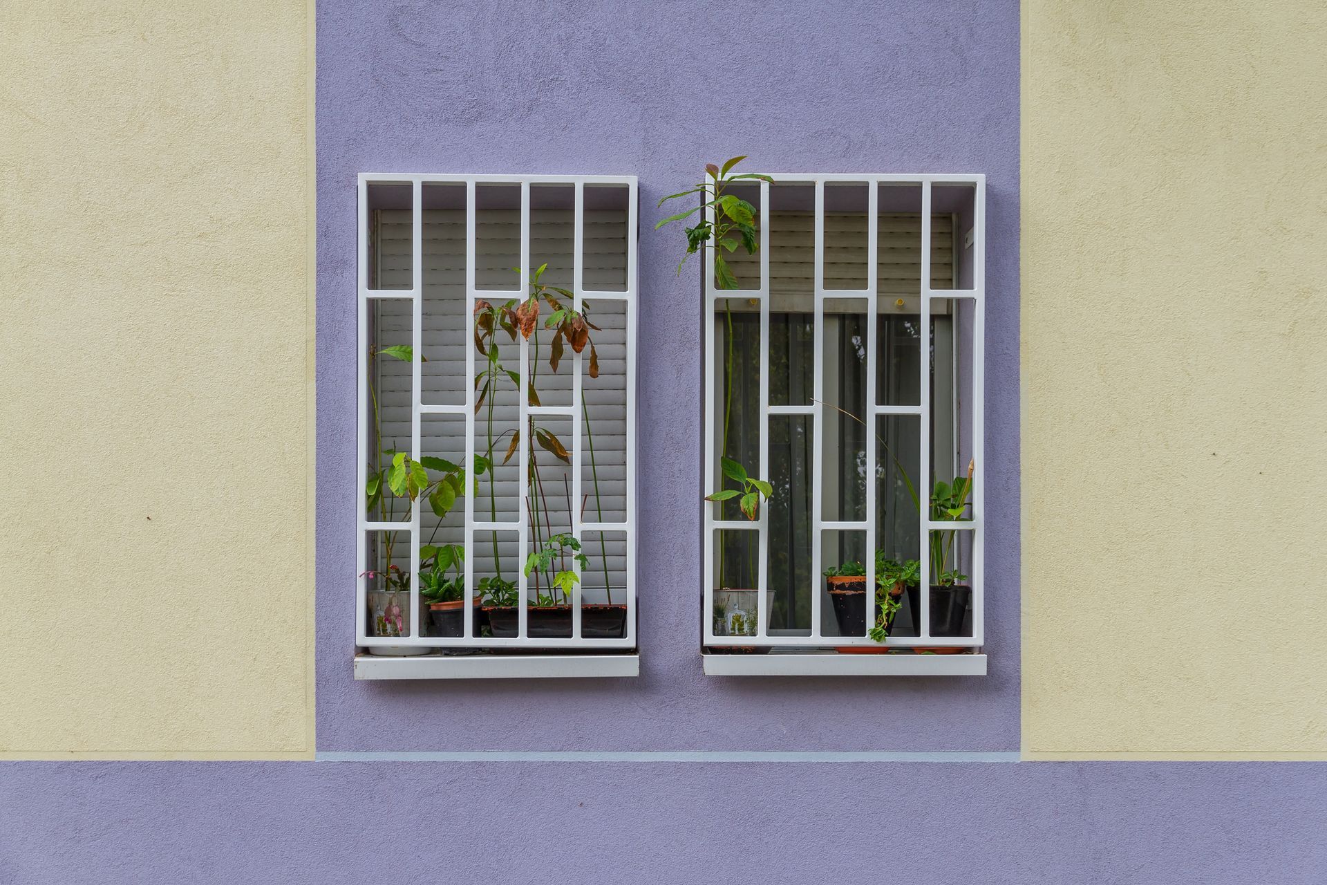 Due finestre con sbarre bianche, piante in vaso all'interno, il tutto incorniciato da pareti viola e gialle.
