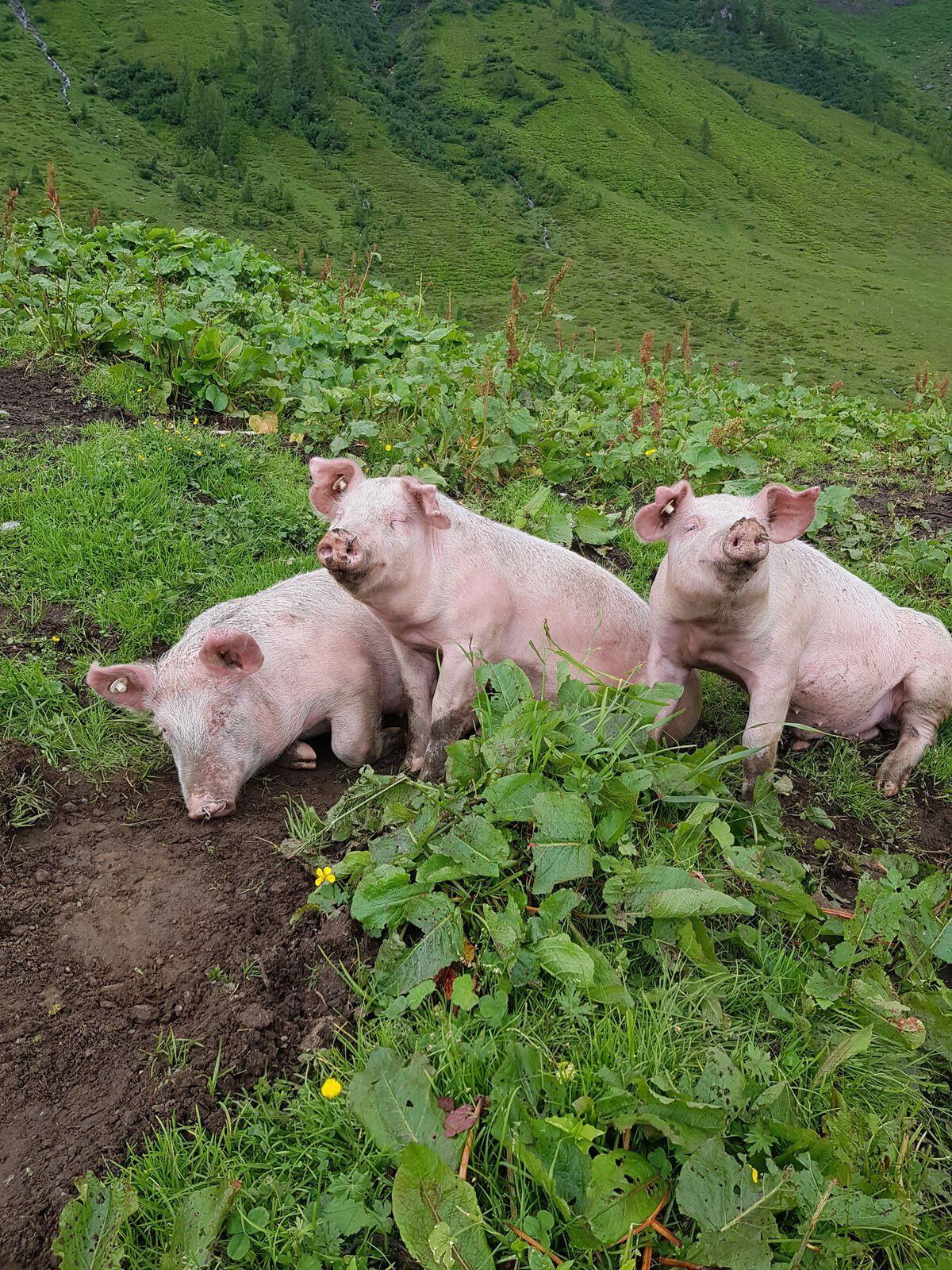 Drei kleine Schweinchen