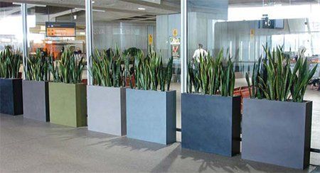 Plants for office displays
