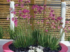 landscaping and plant displays