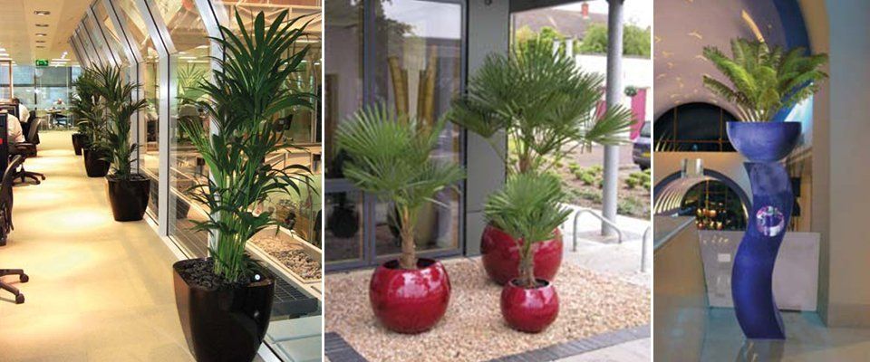 Bespoke plant displays