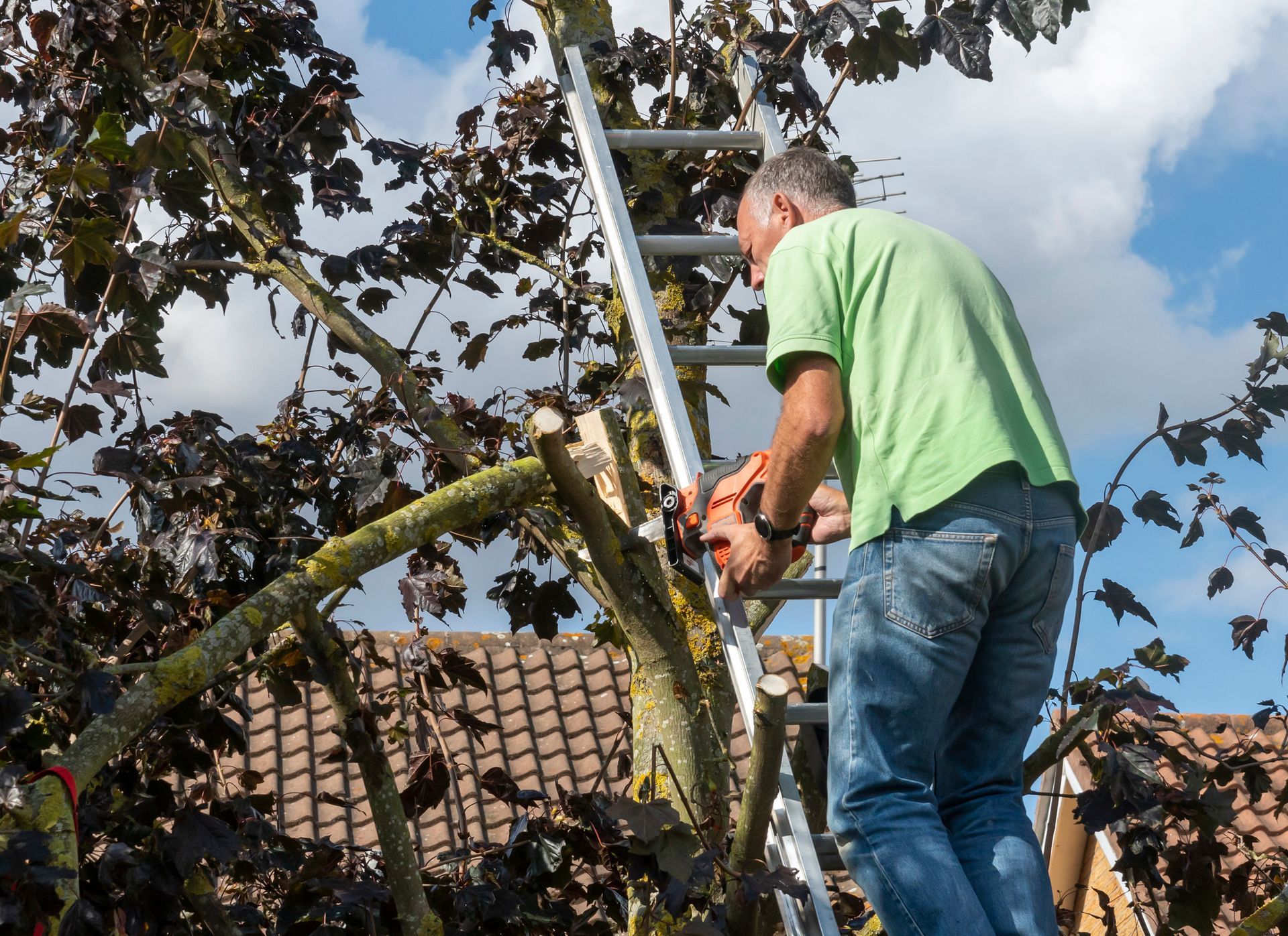 Trimming Tree Branches — Erlanger, KY — Brossart Tree Service