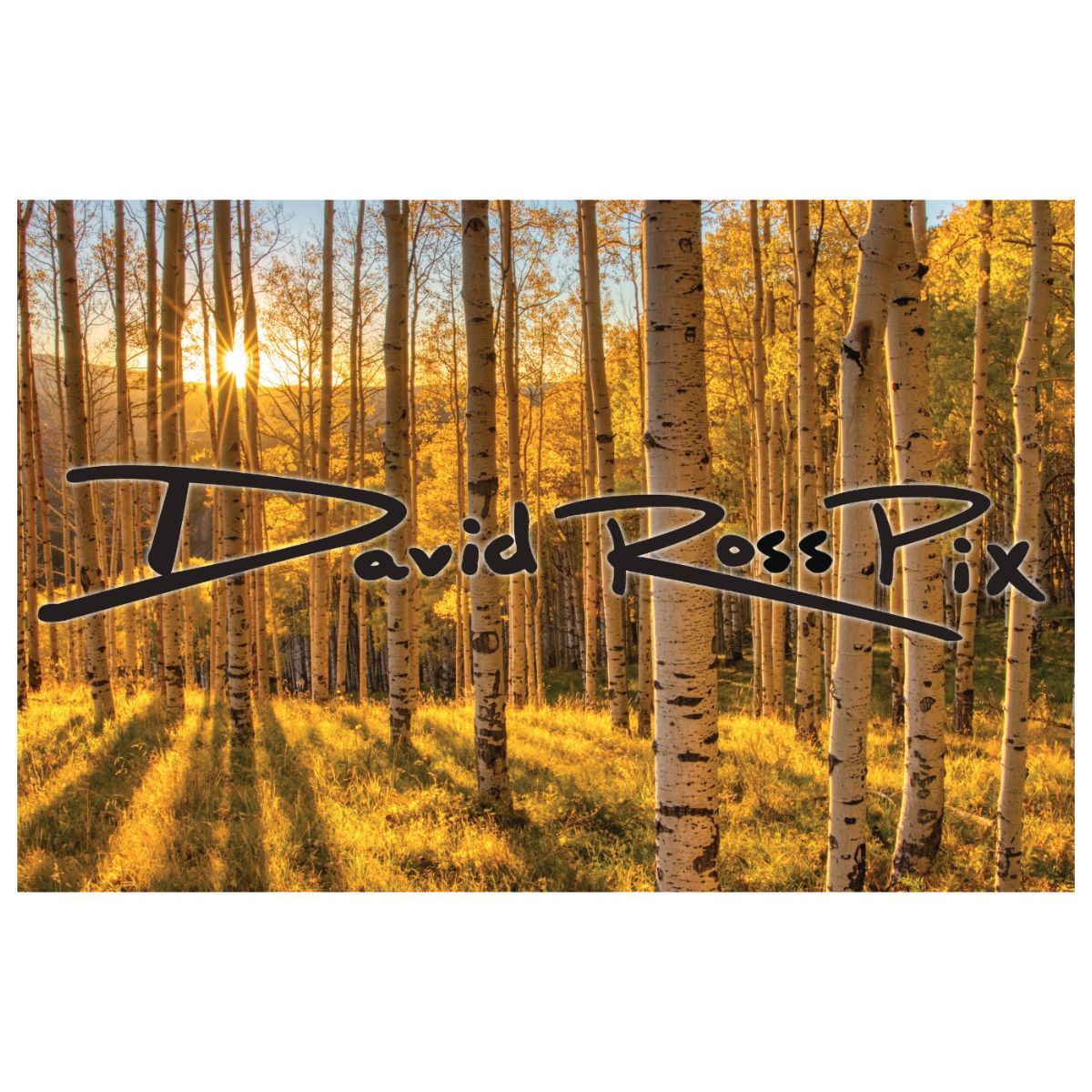 A picture of a forest with the name david ross pix