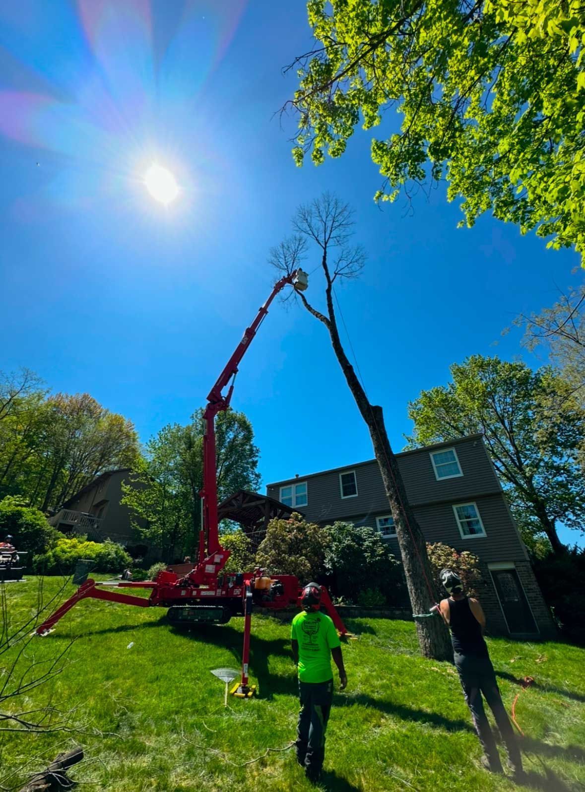 A crane is cutting a tree in a backyard.