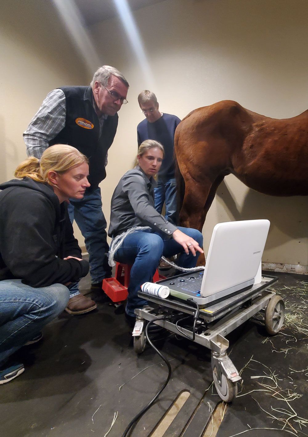 Equine ultrasound demo