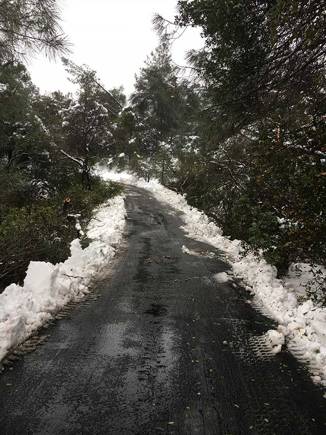 After Emergency Tree Removal