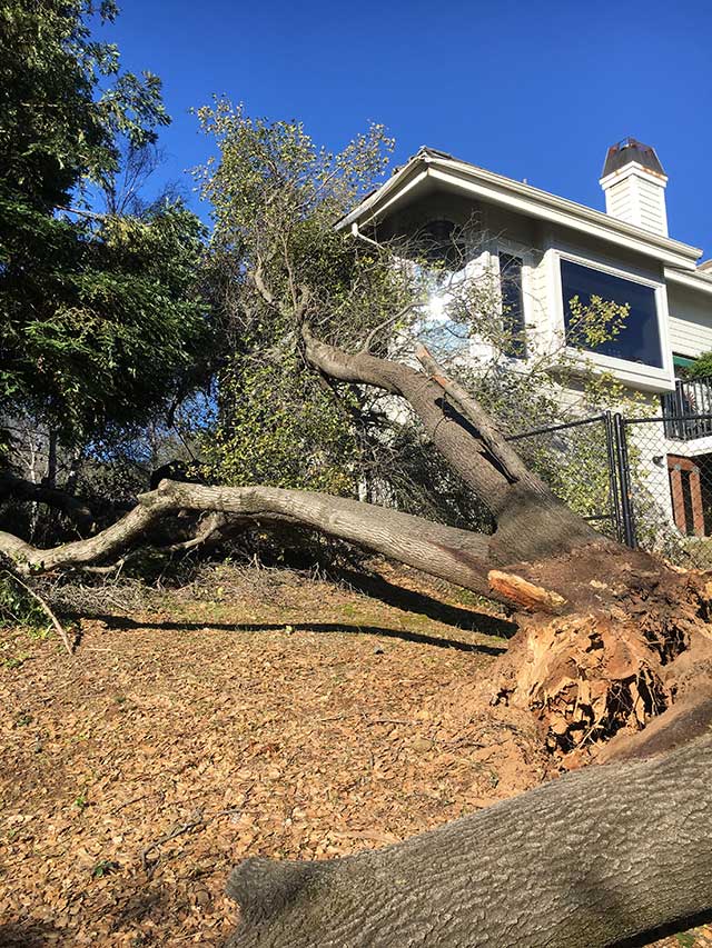 Before Fallen Tree  Cleanup