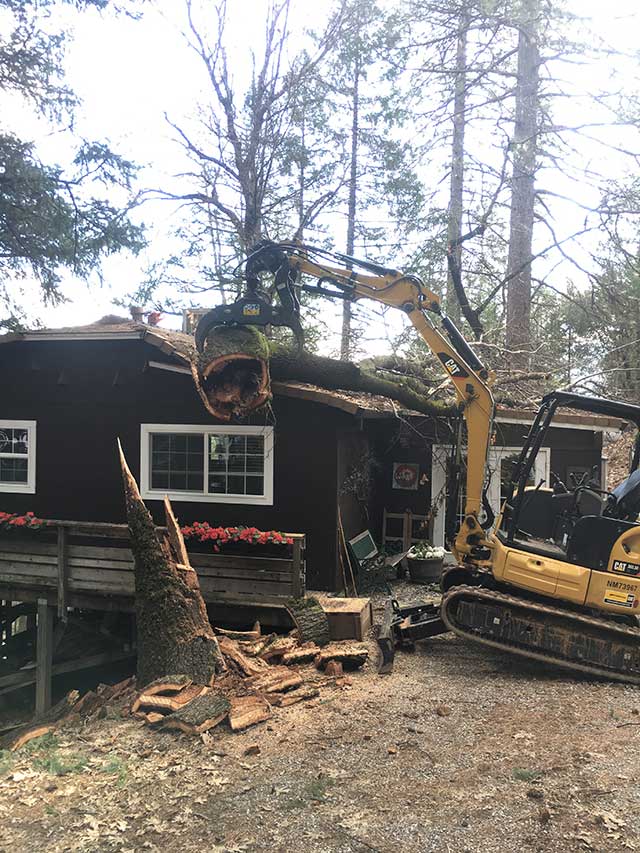 Before Emergency Tree Removal