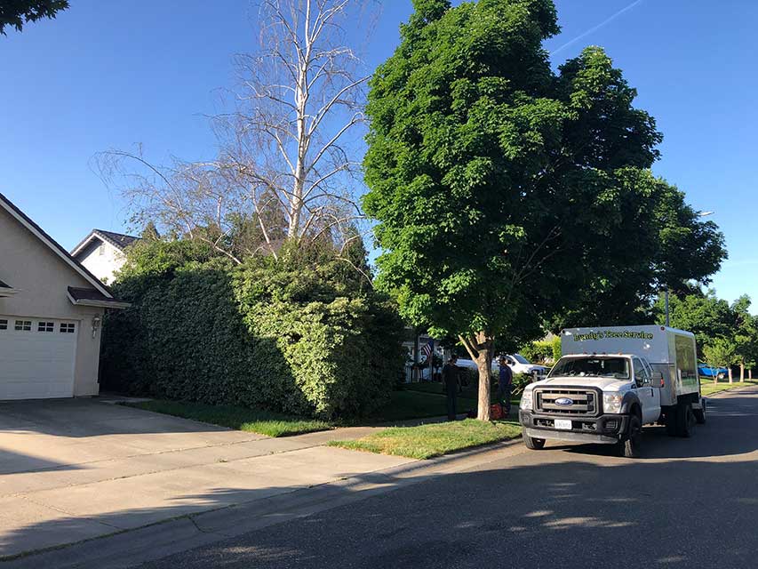 Before Land Clearing