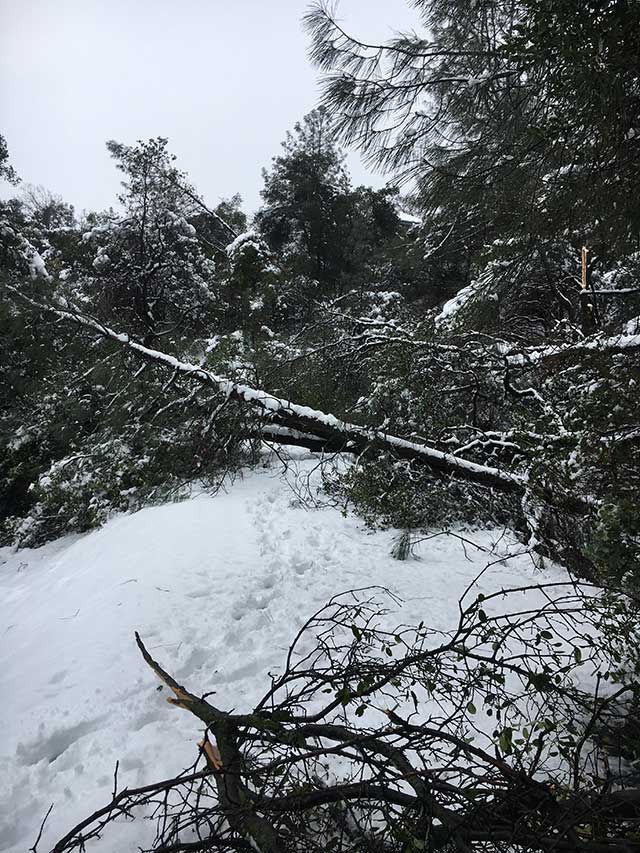 Before Emergency Tree Removal