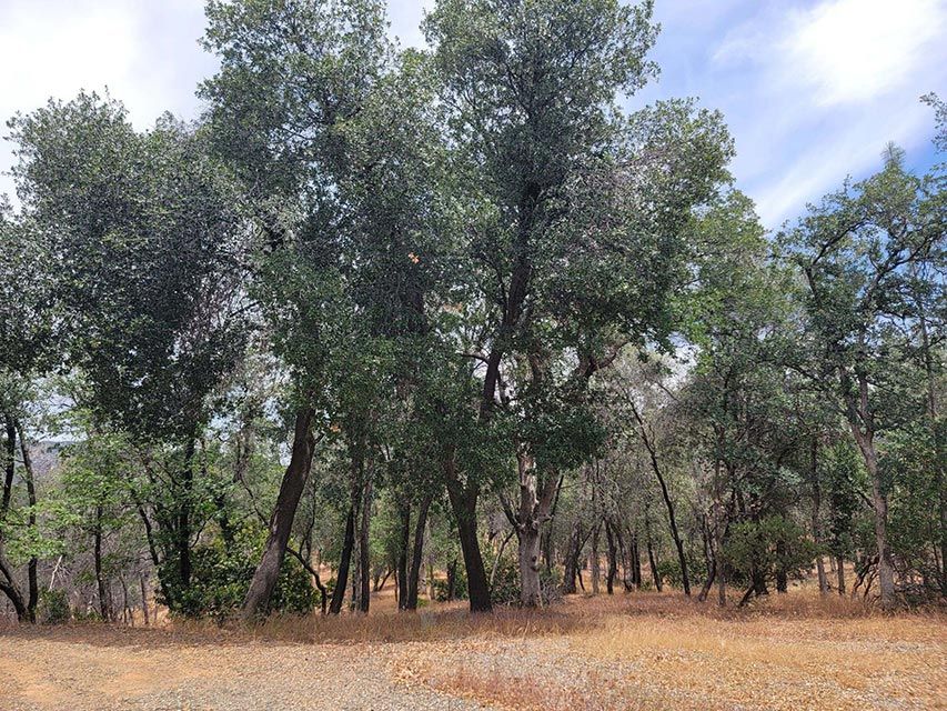 Before Fuel Reduction