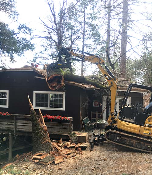 Tree risk assessment & hazard tree removal