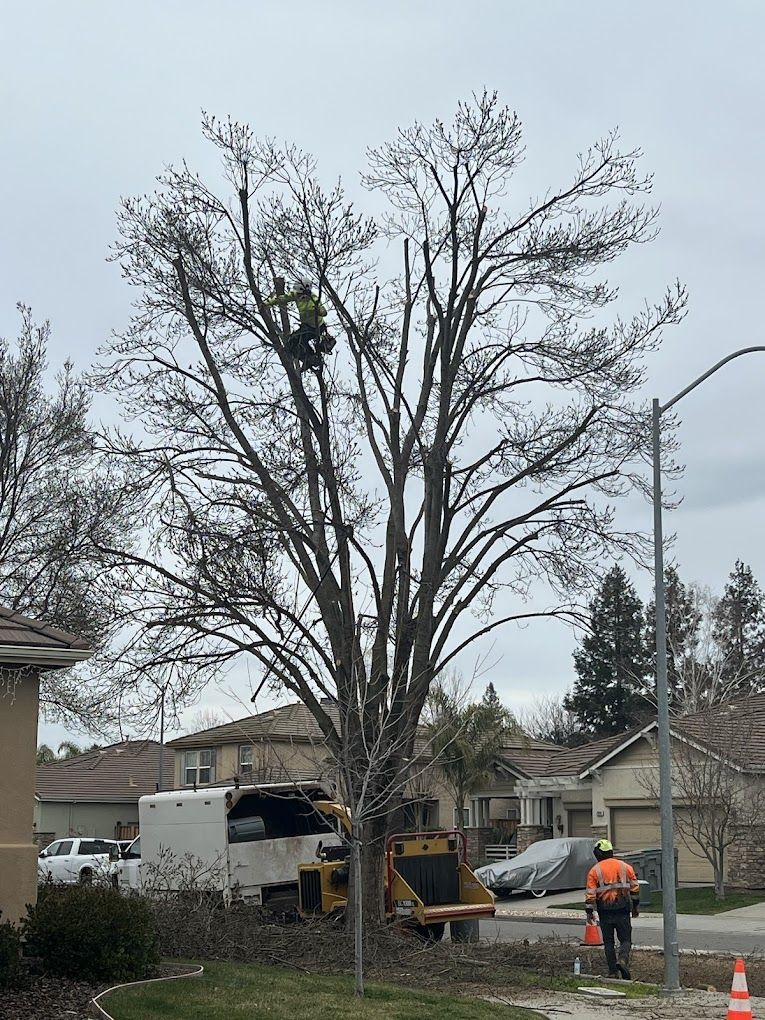 A man is cutting a tree with a chainsaw in a residential area.