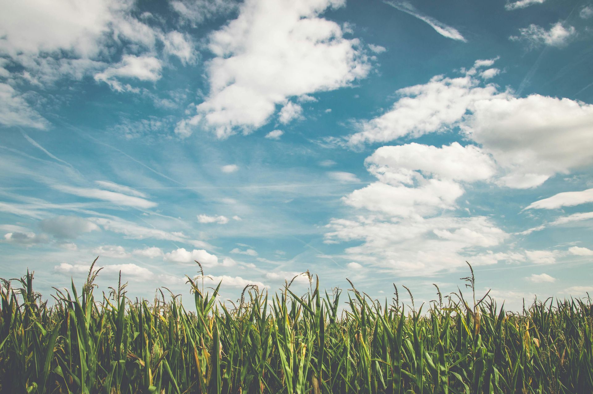 Green corn stalks against a blue sky with puffy white clouds.
