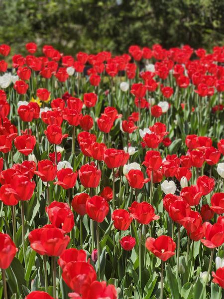 Field of vibrant red tulips with a few white blooms and green foliage.