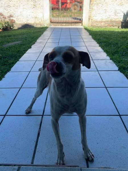 Cachorrinho