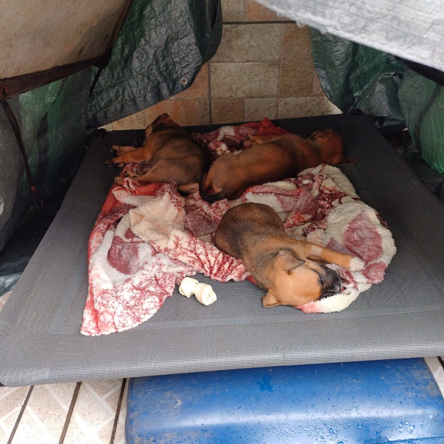 Cachorrinhas 