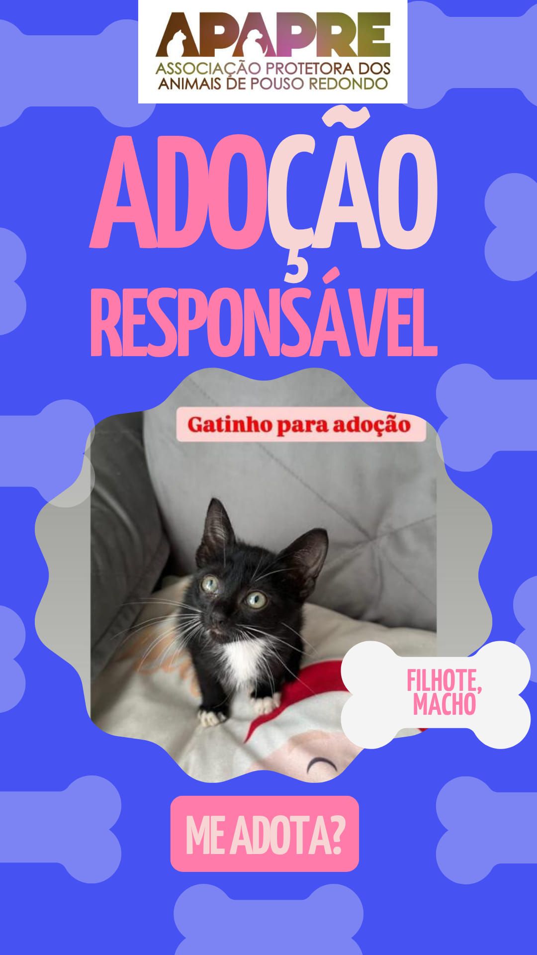 Gatinho