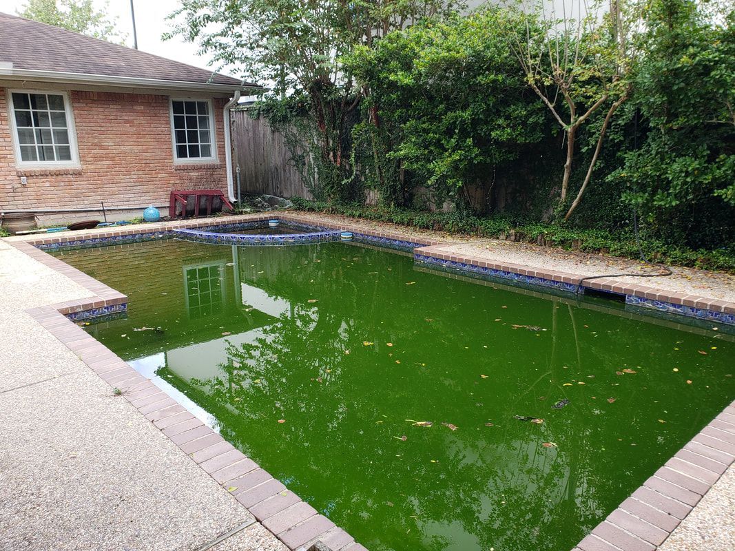 A large swimming pool filled with green water in a backyard.