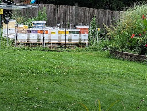A bee yard with numerous colorful beehives on wooden pallets, surrounded by a fence and greenery.
