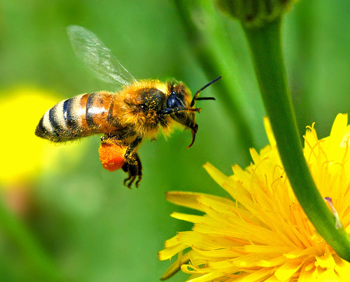 Bee flying towards yellow flower, pollen visible on legs, green background.