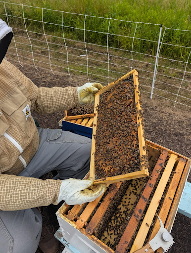Beekeeper examining a frame of honeybees, wearing protective suit and gloves, outdoors near a fence.