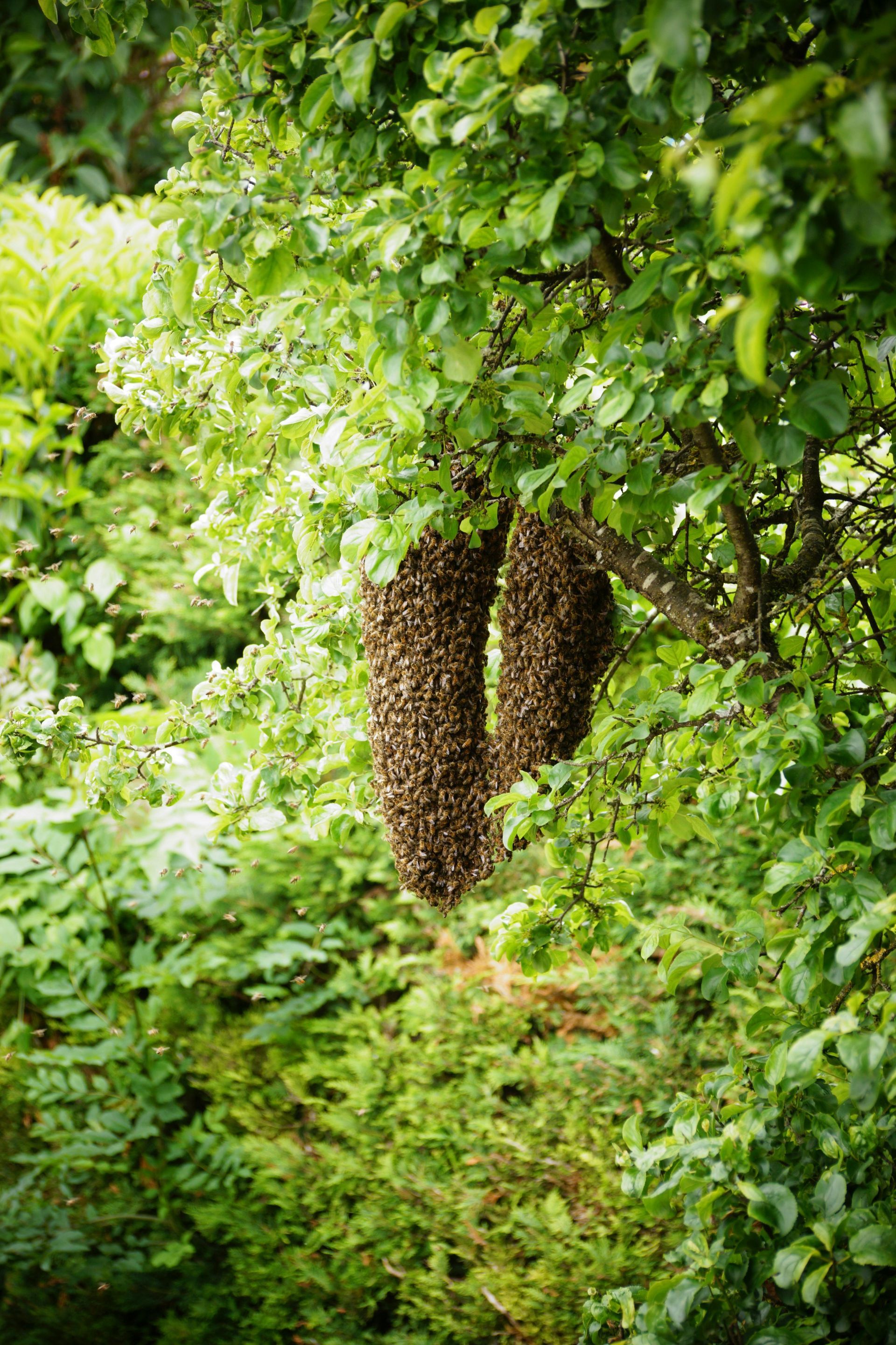 Swarm Mitigation