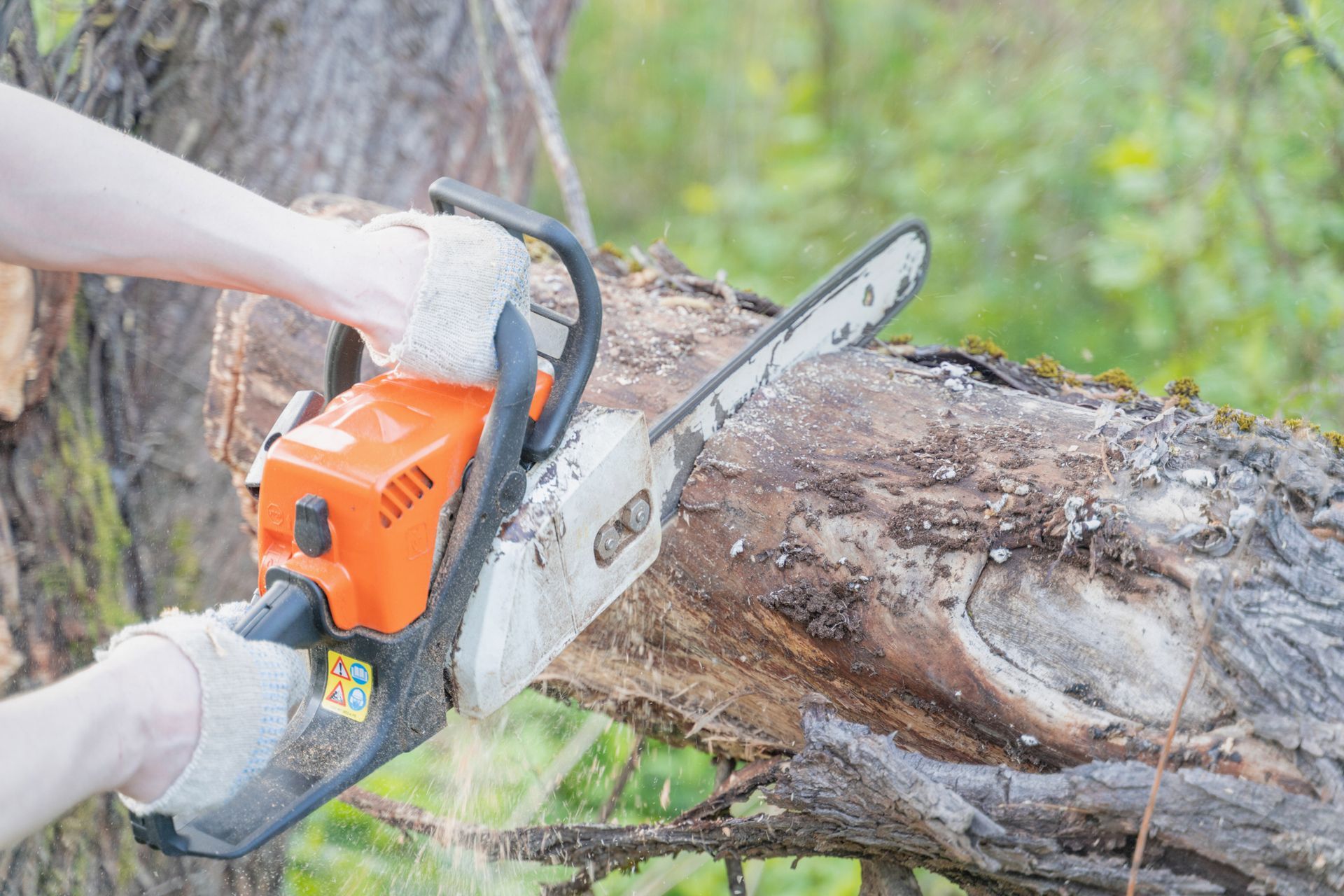 Chainsaw cutting through a thick tree trunk during outdoor work. Chainsaw cutting through a thick tree trunk during outdoor work.