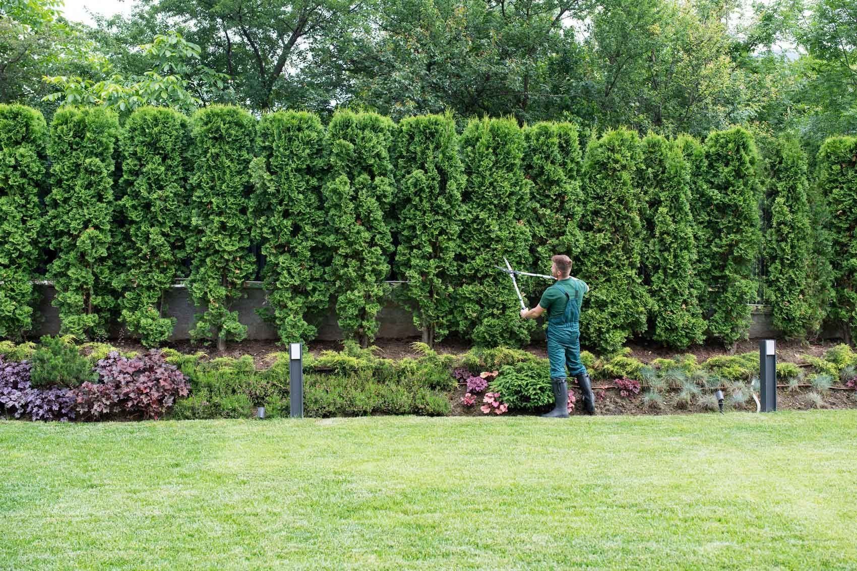 Professional tree trimming service worker cutting tall green hedges in residential yard.