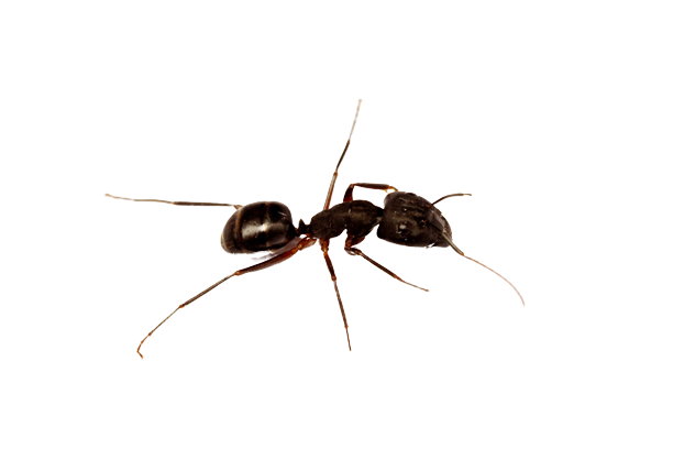 Ant — Tampa, FL — Pestgo Exterminators Inc.