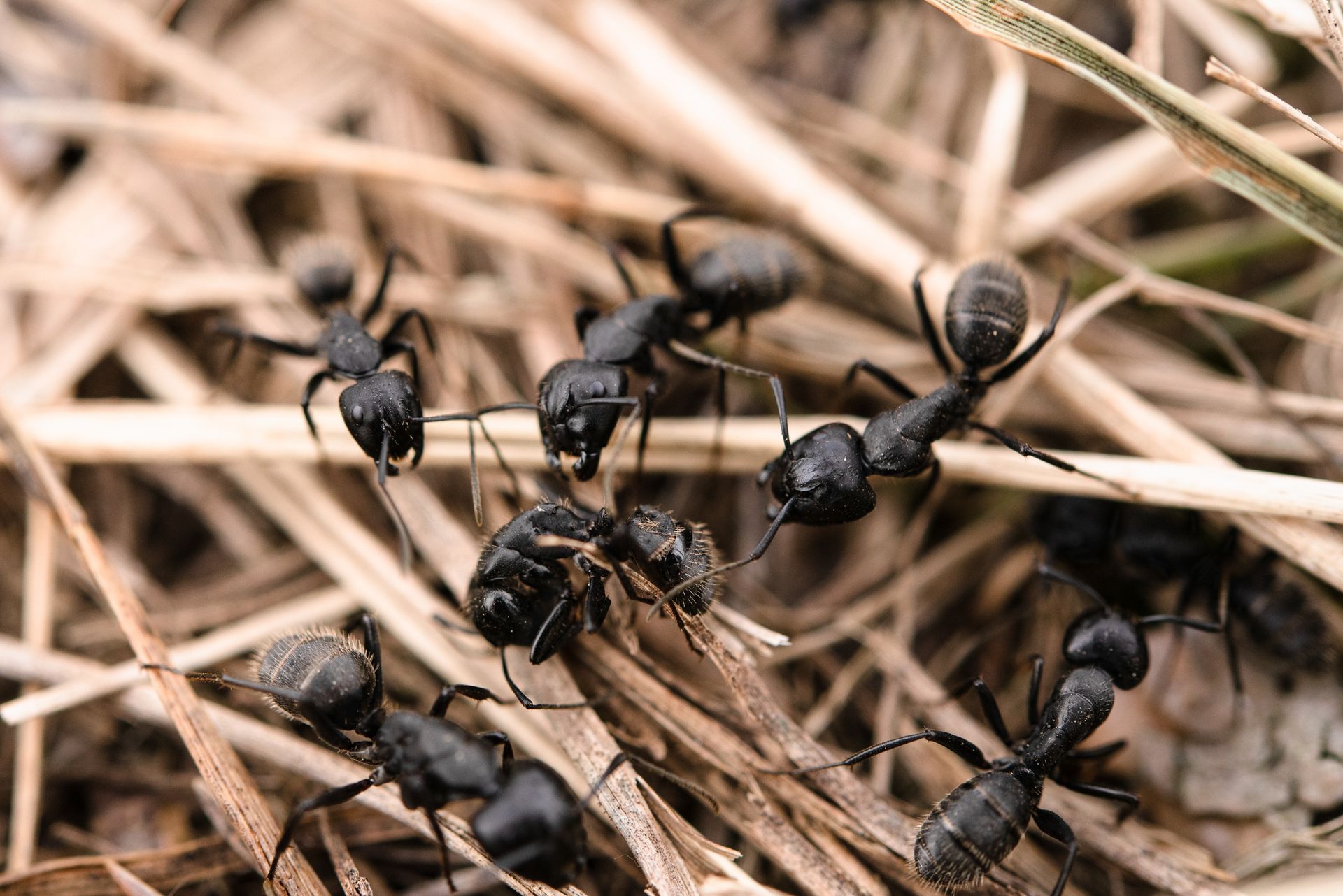 Termite Control | Tampa, FL | Pestgo Exterminators