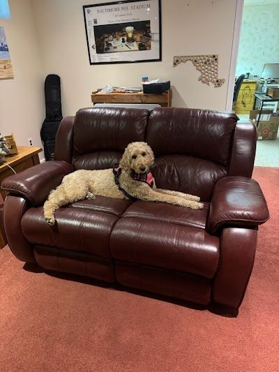 A goldendoodle dog lounges on a red leather recliner in a room.
