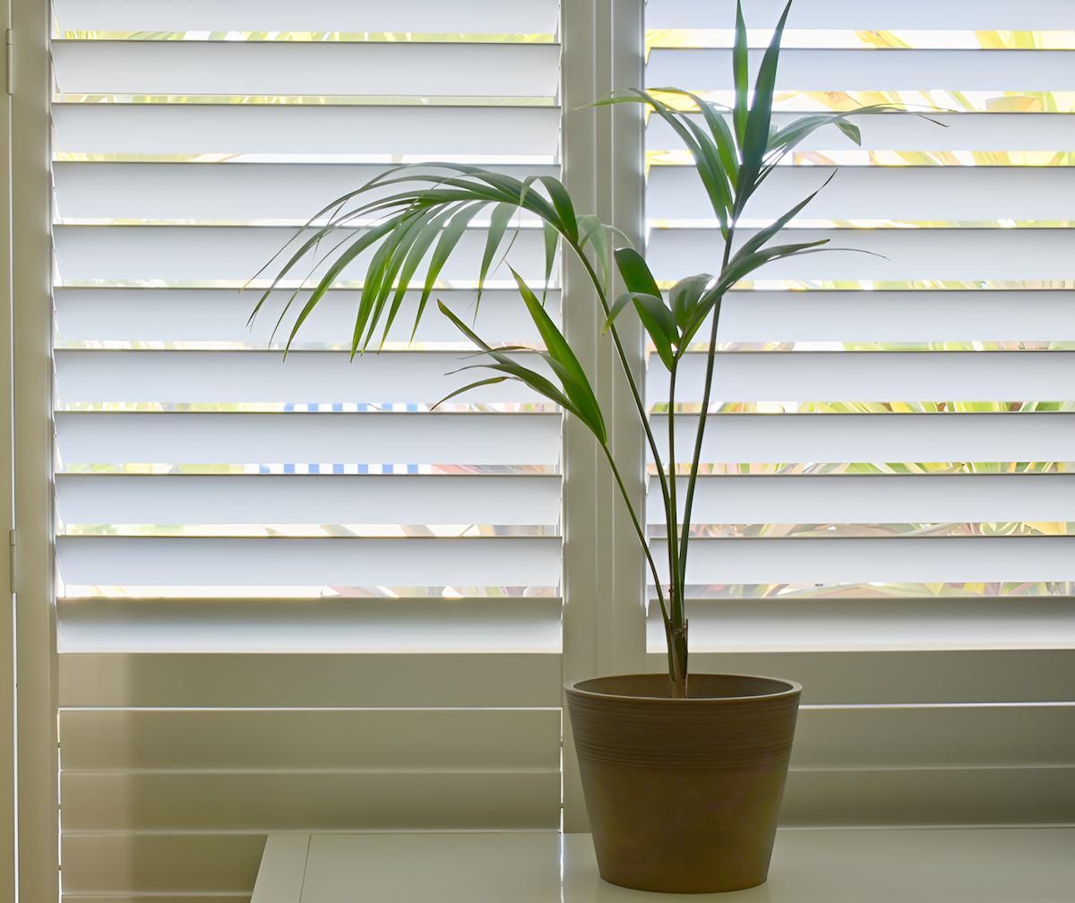 A Potted Plant is Sitting on a Table in Front of a Window With Shutters — Manning Blinds & Awnings in Taree, NSW